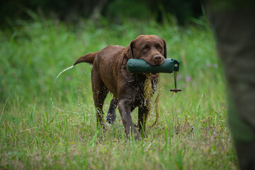 Beautiful labrador retriever carrying a green training dummy in its mouth during a competition.