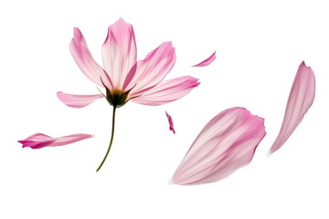 Obraz premium Falling of pink flowers with petals in the air isolated on background, spring season floral element.