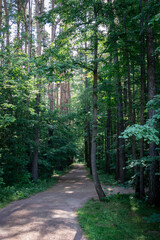 A well-trodden path leading deep into the eco park
