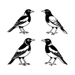 Myna Bird Logo Art Illustration