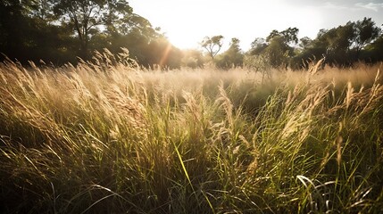 Sunrise in the field