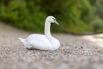 close-up of a beautiful white swan (Cygnus olor)