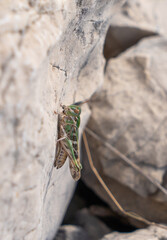grasshoppers from the Balkans, insects from Croatia