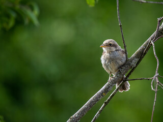 young The red-backed shrike (Lanius collurio)