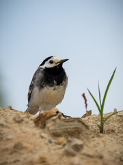 The white wagtail (Motacilla alba)