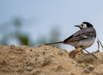 The white wagtail (Motacilla alba)