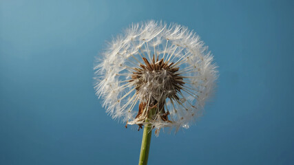 Banner Dandelion on light blue background copy space Minimalism spring background Dandelion seeds flying in the blue sky Useful for spring themes or serenity, joy, freshness concepts.