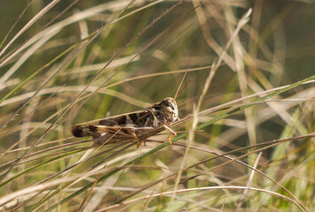 grasshoppers from the Balkans, insects from Croatia
