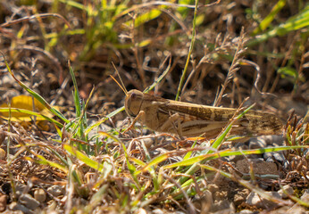 grasshopper on the grass