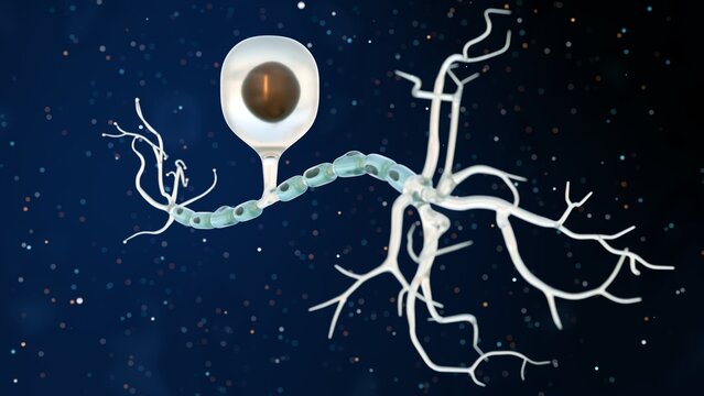 3d rendering of Sensory neurons or afferent neurons, are nerve cells that receive stimuli from sensory organs and send messages to the nervous system for processing.