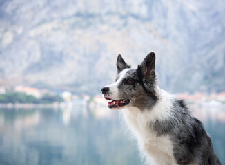 A Border Collie sits proudly on a lakeside promenade with a stunning backdrop of a mountainous landscape and a calm lake