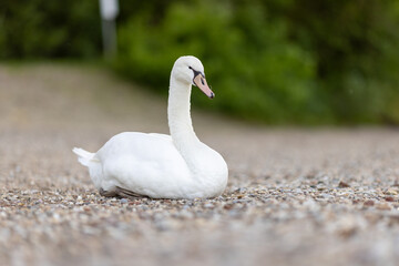 close-up of a beautiful white swan (Cygnus olor)