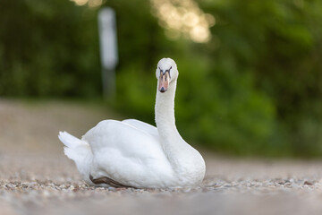 close-up of a beautiful white swan (Cygnus olor)