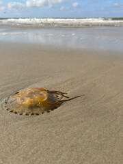 Qualle am Sandstrand an der Nordsee