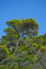 Tree in the forest