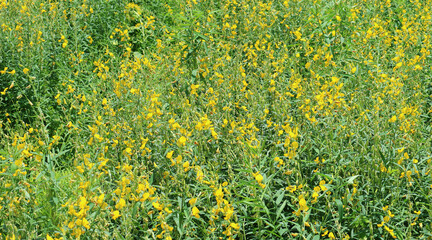 Stunning Vivid Yellow Crotalaria Juncea or Sunn Hemp Field in Sun