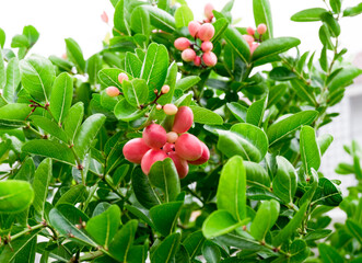 Group of ripe Bengal-currants, Carandas-plum, Karanda, ripe red fruits and green leaves on brunch selective focus closed up.