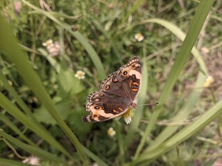 beatifull brown butterfly on grass