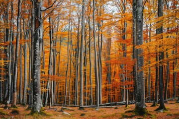 Obraz premium forest with trees in autumn foliage