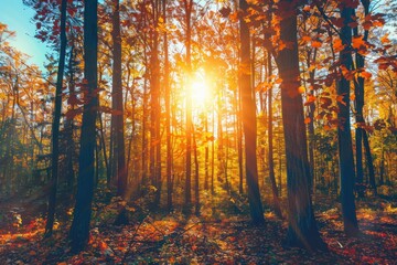 Fototapeta premium forest with trees in autumn foliage