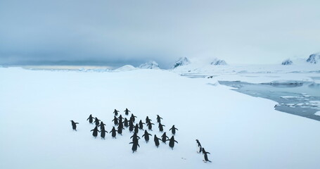 Big group of penguins running Antarctic snowy field. Snow-covered landscape with mountains and polar ocean coast. Sea birds colony migration. Explore wildlife sea birds in Antarctica. Aerial footage