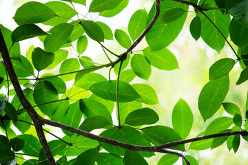 Obraz premium green leaves background