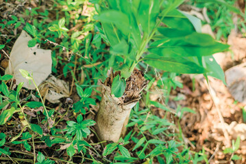 Plants grow on trees that have been cut down