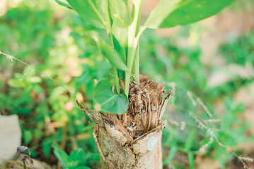 Plants grow on trees that have been cut down