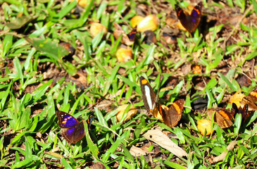 Flutter of Butterflies on the Grass Field of Foz do Iguacu, Brazil, South America