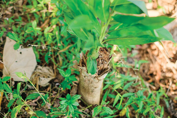 Obraz premium Plants grow on trees that have been cut down