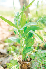 Plants grow on trees that have been cut down