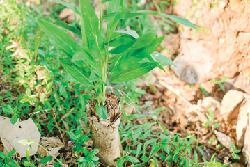 Plants grow on trees that have been cut down