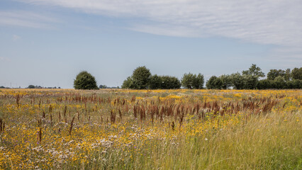 Scanian landscape at harvest time