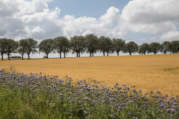 Scanian landscape at harvest time