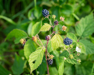 European Dewberry (Rubus caesius) close-up of fruit. Berries ripen on a branch of common blackberry (Rubus caesius) in the wild.
