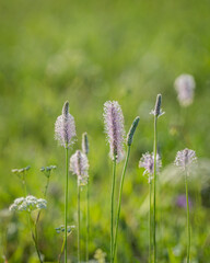Hoary Plantain - Plantago media open and closed flower spikes. Blooming hoary plantain (Plantago media) in green grass in the meadow. Nature background with space for text.  © Kaja
