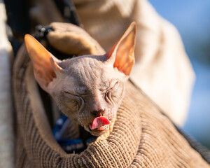 Close up of a hairless Sphynx Cat with her tongue out. Canadian Sphynx cat licks its nose with its...