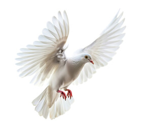 Fototapeta premium dove bird or white pigeon in white background