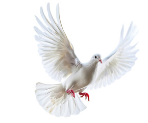 Fototapeta premium dove bird or white pigeon in white background