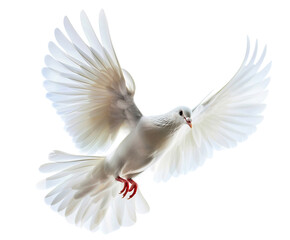 dove bird or white pigeon in white background