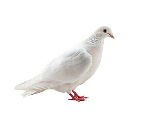 Naklejka premium dove bird or white pigeon in white background