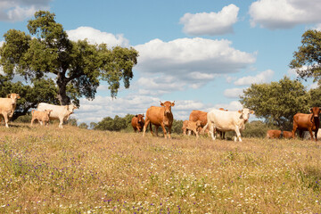 cows walking in the meadow, looking for the shade of large trees.