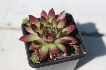 Naklejka premium rojnik Bronco sempervivum
