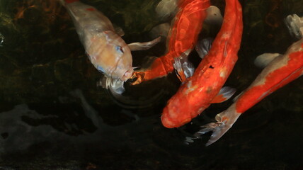 Overhead view of koi carps swimming in pond