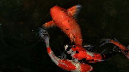 Overhead view of koi carps swimming in pond