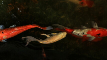 Overhead view of koi carps swimming in pond