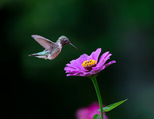 hummingbird feeding on purple flower