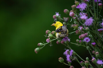goldfinch feeding on blazing star flower