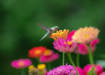 hummingbird feeding on flower
