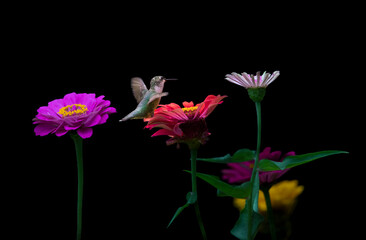 hummingbird feeding on flower